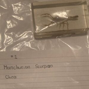 Manchurian Scorpion- China